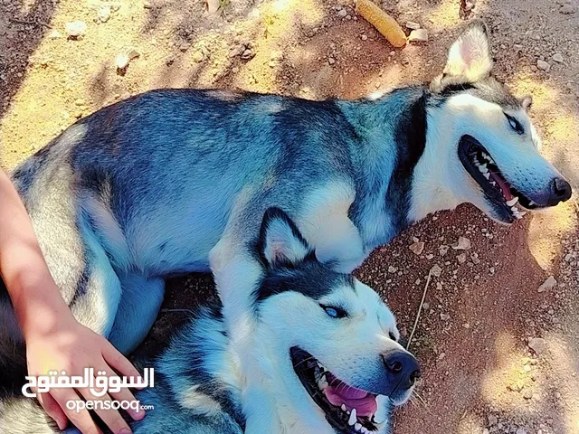كلاب هاسكي اصلي