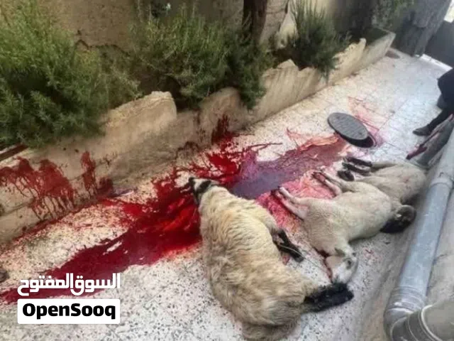 لحام ذبح اضاحي في المنزل