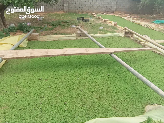 الازولا Yنبات الازولا نوع (نيلوتيكا) متوفر في منطقة العلوص قصر الأخيار