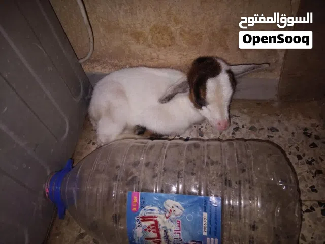 السلام عليكم ورحمة الله وبركاته متاح جدي فلبيني قزم