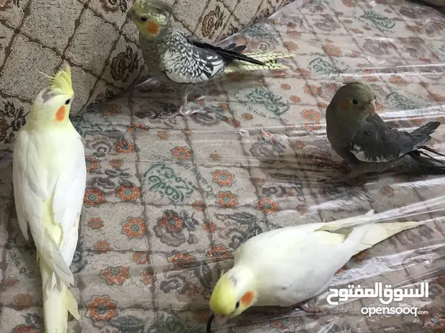 عصافير للبيع