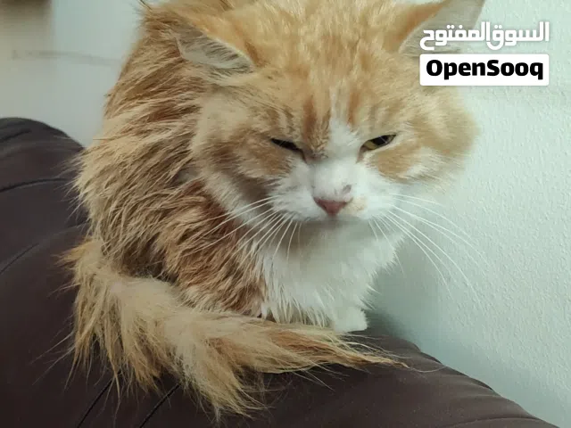Lost cat for adoption only