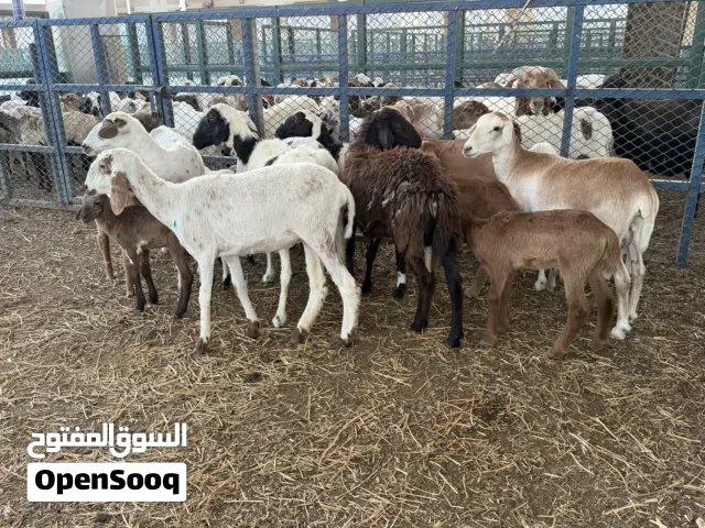 حلال تربيه مع صغاريه