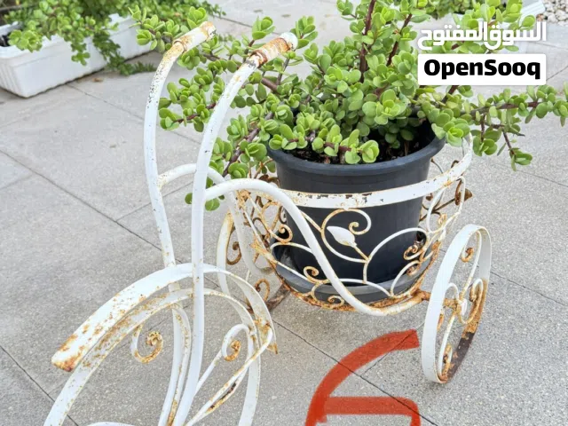 Outdoor Plants and Pots