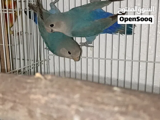زوج روز منتج