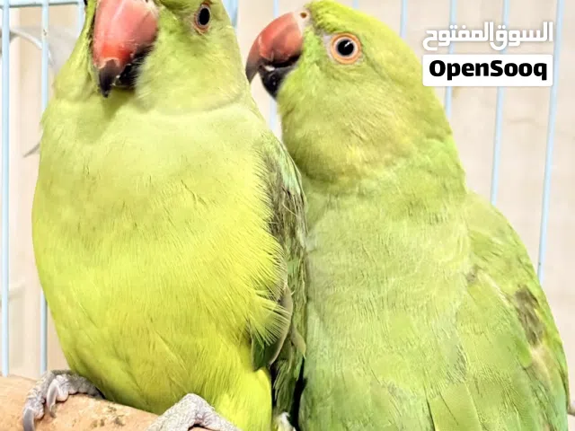 للبيع متاتو العمر عشر شهور