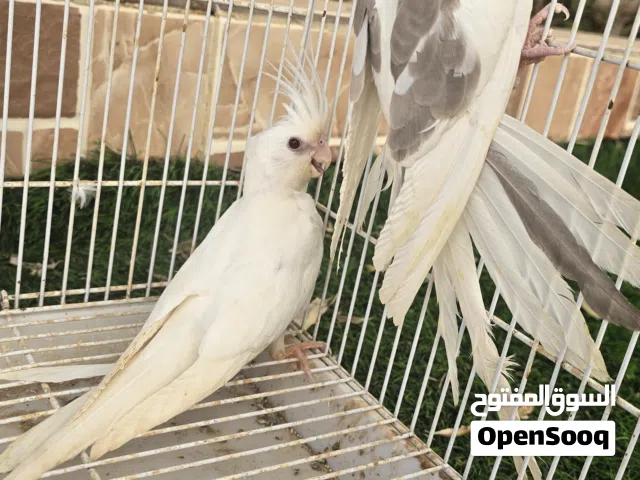 كوكتيل فروخ  وايت فيس والبينو واحد الغمر خمسه شهور الكل ب 35