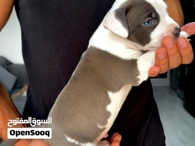 Pure Pitbull Puppy Available متوفر