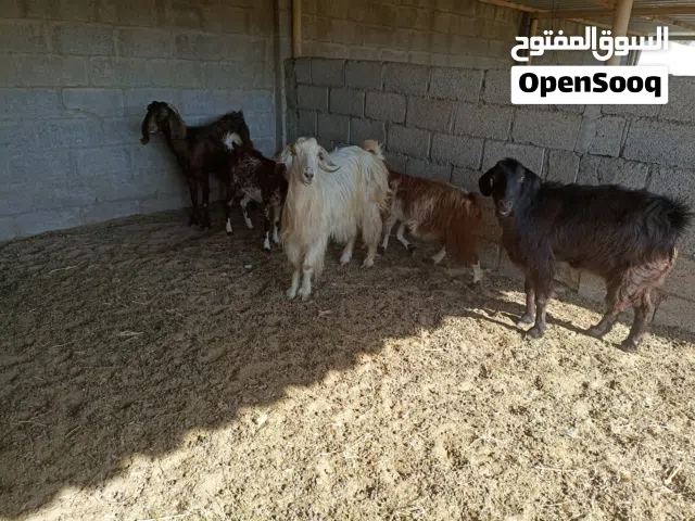 للبيع اغنام جمله 10 راس