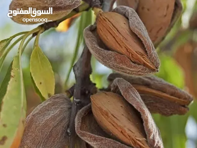 لوز وطني صم و هش