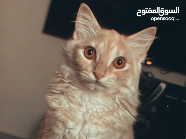 قط ذكر للتبني