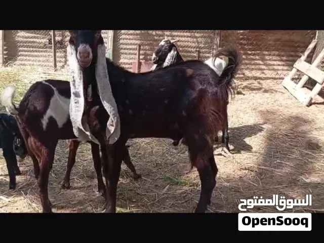 للبيع غنم باكستاني حجازي اصل حلال طيب