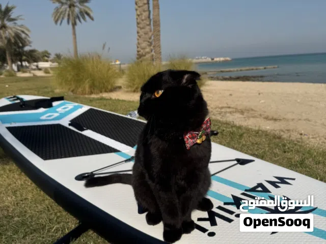 Paddle board