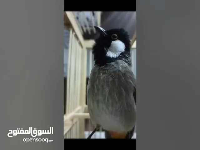 بلبل وحشي طايح نثيه مال محمية مبيض عندي مرتين بلبل صار عندي 4سنوات هو قفص 150الف بيه مجال بلبل خشن
