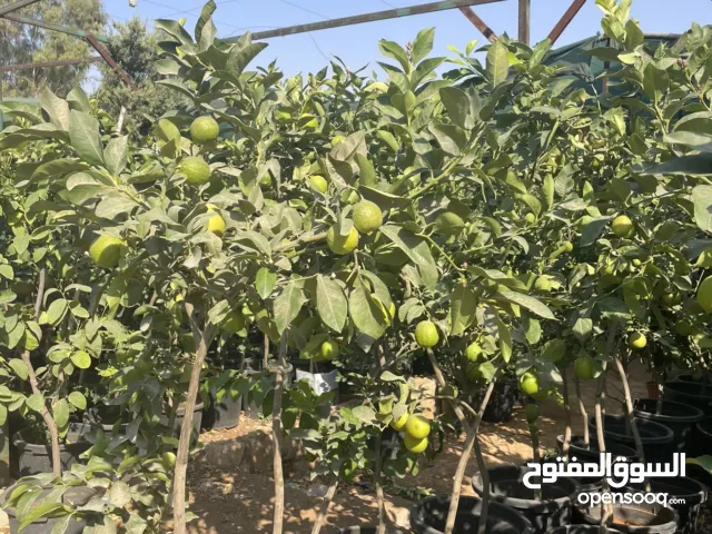 مشاتل الأندلس لإنتاج وبيع جميع أنواع الأشجار المثمره وأشجار الزينه الايطاليه