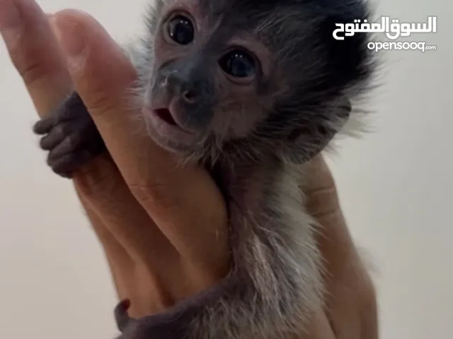 Capuchin Monkey