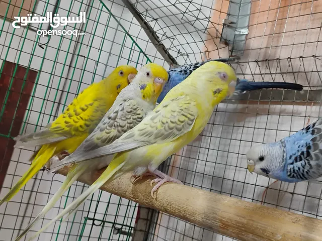 عرض للبيع زوجين فالوا بسعر عرطه
