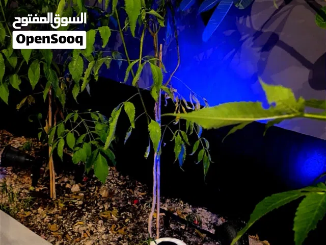 Solar Light 10-12 Pcs