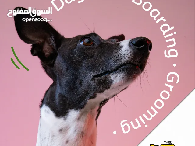 Day care dog