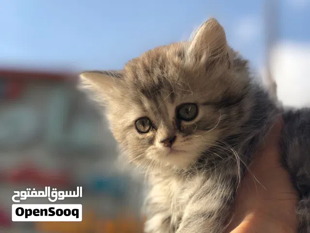 قطط دباديب شيرازي سيبيري ولاد وبنات متطعمين ومتعودين عاللتر بوكس متاح توصيل وجميع المستلزمات متوفره