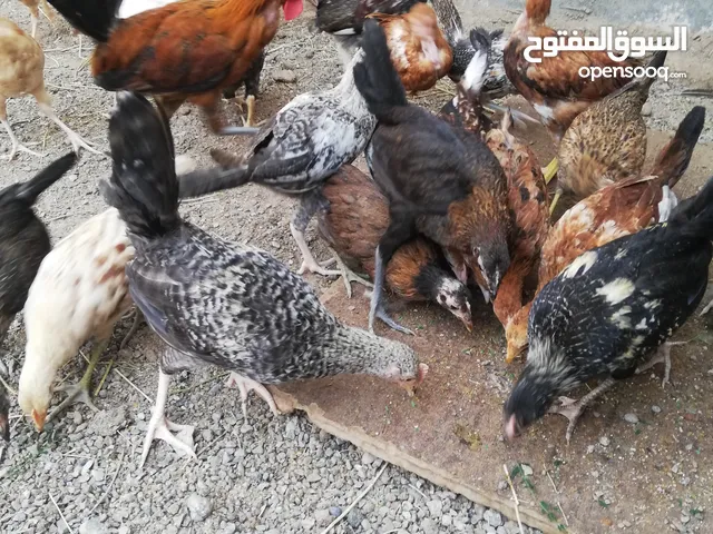مجرد ناشر اقراء الوصف