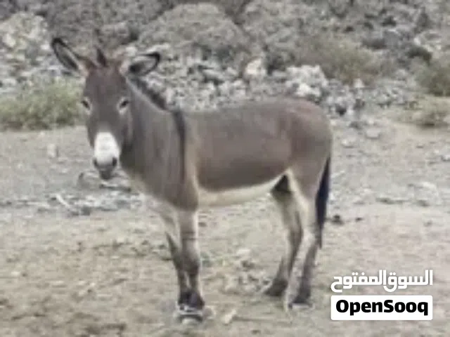 حمار هادئ جدا وقابل للتعلم