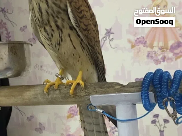 Common kestrel falcon hand fed.  Still young so you can train them to be closer to you.