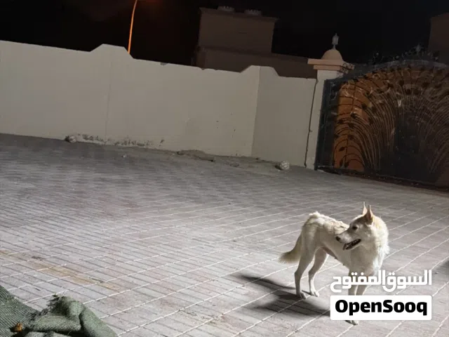 كلب هاسكي ام و اولادها