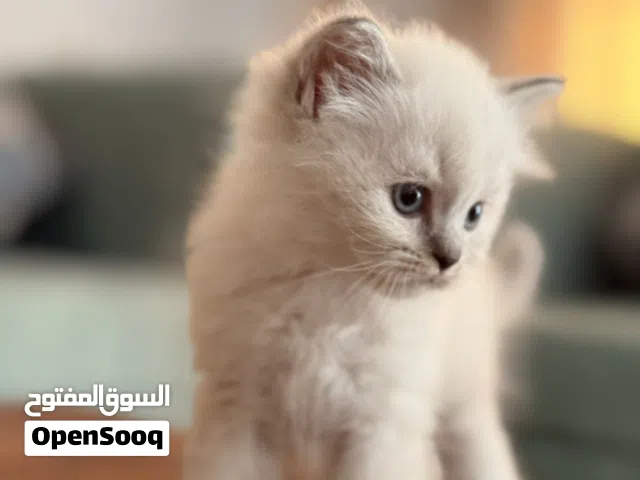 قطط مكس mixed kittens