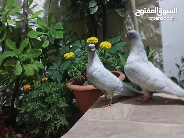 جوز قراقطه