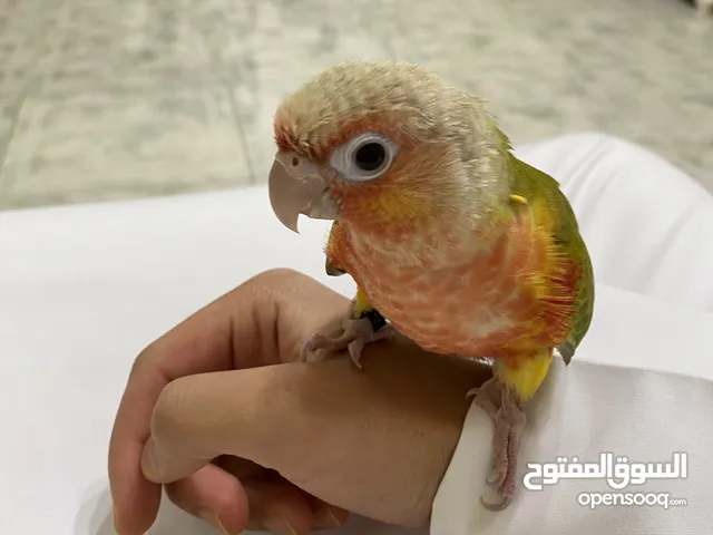 كنيور باينبل دبل رد فاكتوري -Knorr Pinble Double Red Factory The price is 750