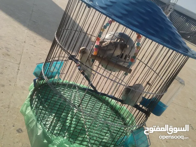 عصافير حب بادجي مع القفص