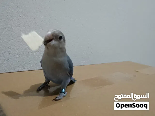 طير روز مروض للبيع