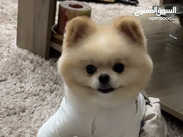 كلب ذكر بوميرنيان العمر 4 سنوات