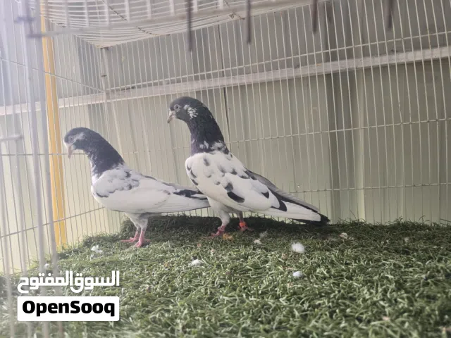 حًمًأّمً بًأّکْسِـتٌـأّنِيِّ