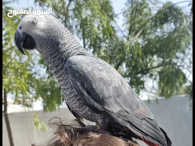 lost african grey parrot(kasko) in musherif ajman ( مضيعه كاسكو )