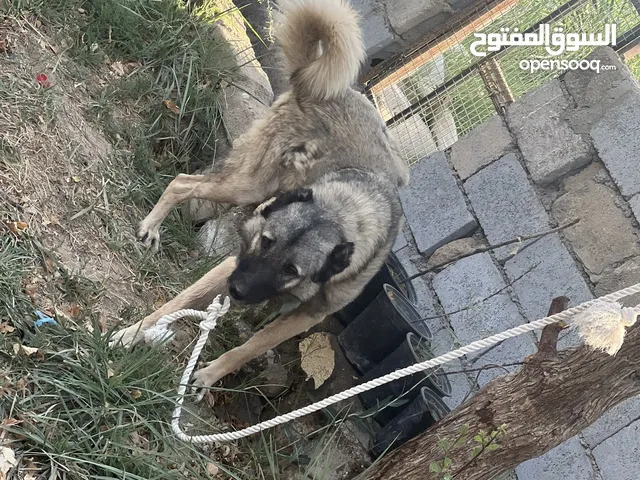 مطلوب نثايه هوشاري كنكال بشندر