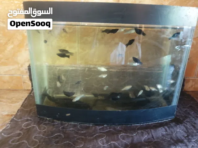 سمك للبيع مولي بولين زائد حوض