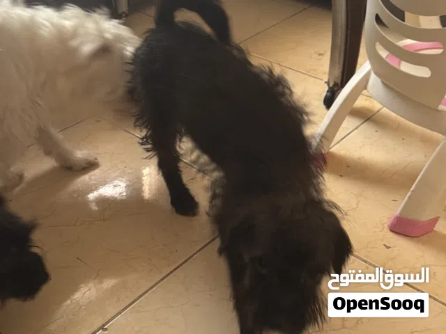 كلاب مالتبودل 50 دينار لسرعه البيع