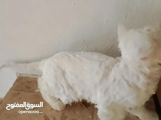 قط ذكر عمر سنة همالايا مكس شيرازي لون ابيض عيون زرق محلوقلة جديد