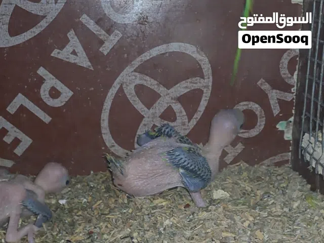 افراخ دره هندي مال زغ سعر تك 75 سعر ثابت حته لو يكبران بعد شوي