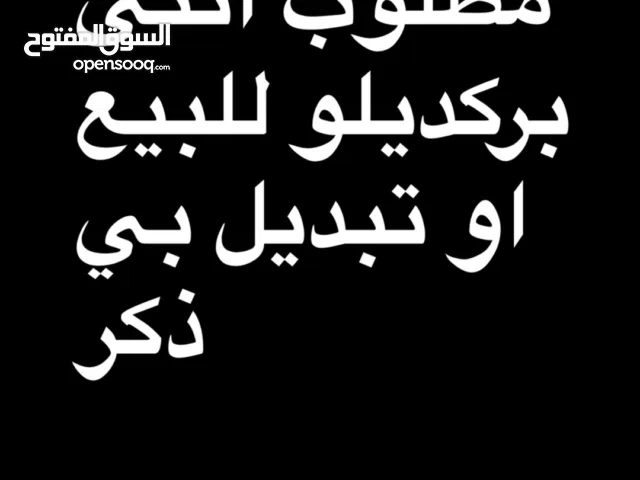 مطلوب انثى بركديلو للبيع او تبديل بي ذكر
