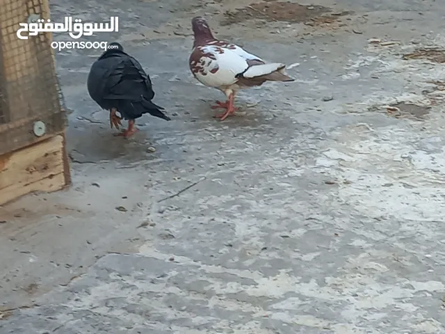 حمام للبيع