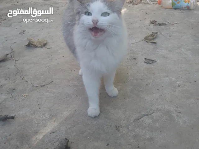 قط جميل للبيع