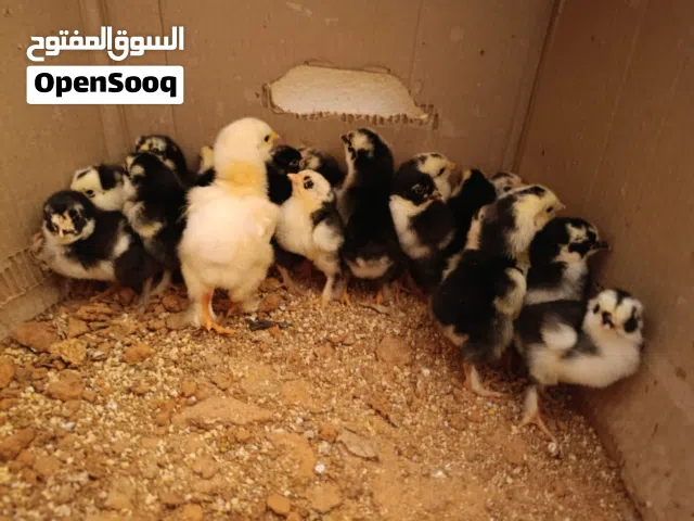 فلليس البيع