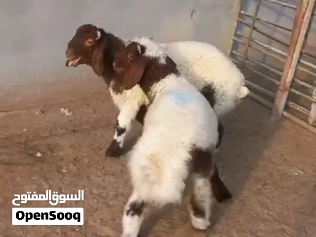 ضحايانواع الذبايح مفطح قوايم ثلاجة قعدان أسعار مناسبة مع خدمة التوصيل والذبح
