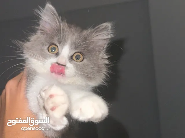سكوتش انثى