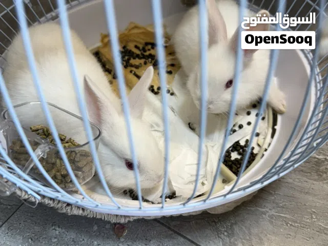 ارنب العدد 2