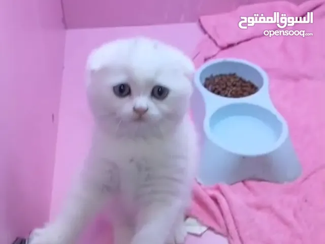 أنثى سكوتش فولد مستوى قوي