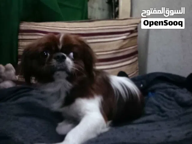 كلب شيزو للتبادل مع دراجه 100 سي سي لونه ابيض وبني